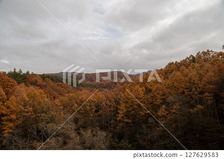 Autumn leaves of larch 127629583