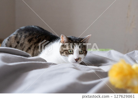Cat playing with a toy, brown tabby cat 127629861
