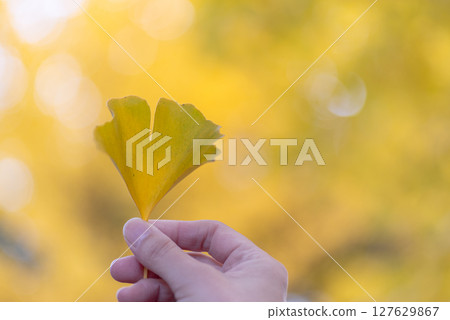 pick up colored leaves pick up colored leaves 127629867