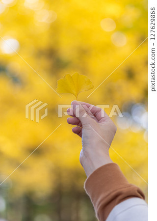 pick up colored leaves pick up colored leaves 127629868
