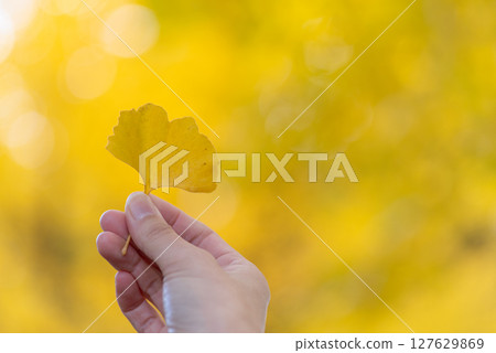 pick up colored leaves pick up colored leaves 127629869