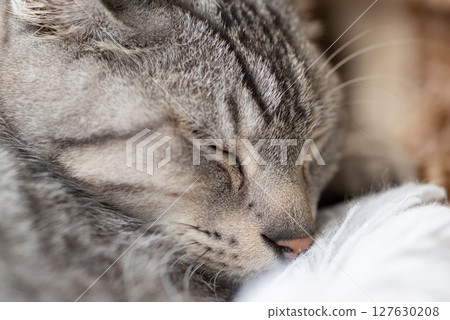 Sabatra cat sleeping by the window 127630208