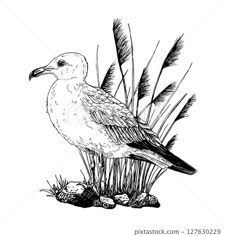 This black and white vector illustration features a seagull standing on rocky terrain surrounded by tall marsh grass. Hand drawn graphic sketch isolated on white. Perfect for maritime design. 127630229
