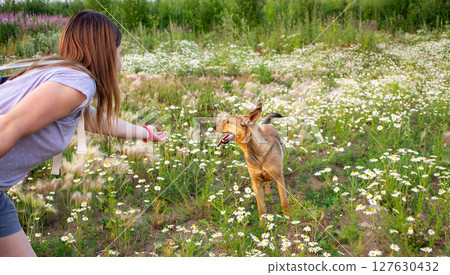 Female engaging with happy mixed breed red dog in a lush field of wildflowers, capturing a lively scene of connection and joy in a natural outdoor environment 127630432