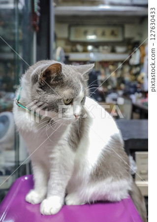 June 20 2025 Close-Up of a Calico Cat Sitting on a Surface Indoors 127630433