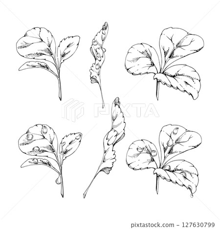 Green trefoil leaf. Flower bush tree hand drawn in vector ink, Strawberry raspberry wayfaring burnet parsley blackberry. Isolated botanical illustration. Wedding, florist shop, scrapbooking, cosmetics 127630799