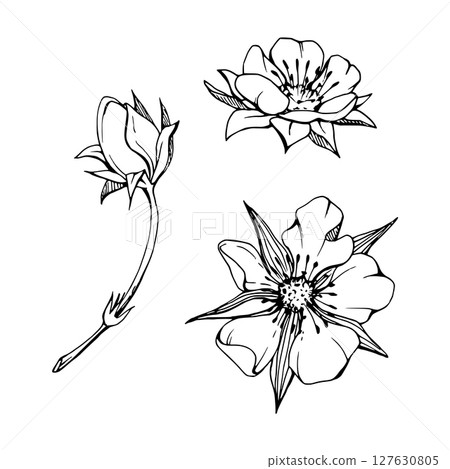 Early spring flower buds strawberry raspberry cherry sakura, hand drawn in vector ink tree bush berry plant anemone primrose daisy. Single object isolated botanical illustration. Wedding florist shop 127630805
