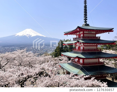 春季櫻花 新倉山淺間公園 智慧型手機攝影 127630857