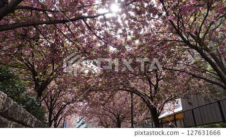 Many flowers 127631666