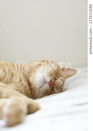 貓親子日常風景 貓親子日常風景 127631686