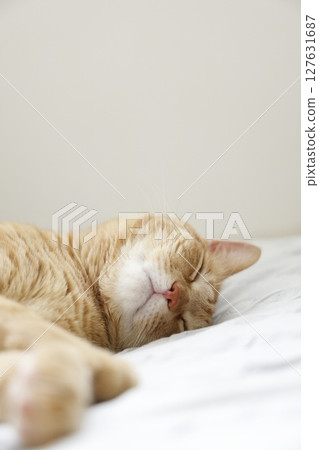 Daily scenery of cat parent and child Daily scenery of cat parent and child 127631687