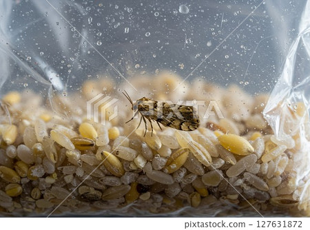 Close up of an indian meal moth infesting stored grains, highlighting food contamination and pest control issues 127631872
