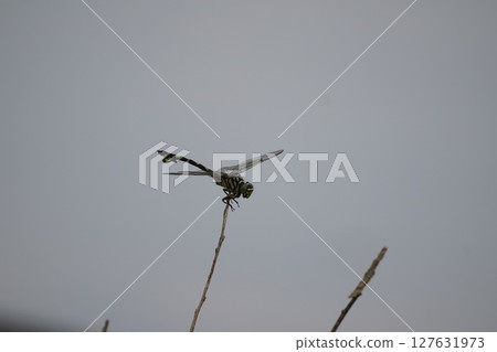 裁剪標記 裁剪標記 127631973