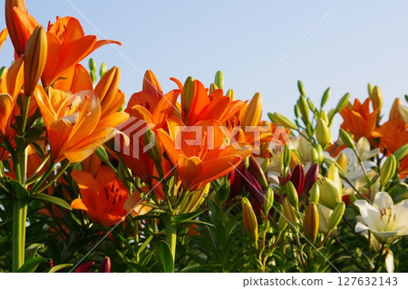 Lilies shining against the blue sky 127632143