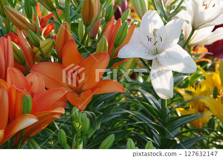 Beautiful lily flower Beautiful lily flower 127632147