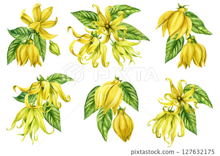 Ylang-ylang tropical flower watercolor clipart set with green leaves essential oil packaging spa cosmetics and botanical design Ylang-ylang tropical flower watercolor clipart set with green leaves essential oil packaging spa cosmetics and botanical design 127632175