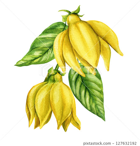 Ylang ylang flower buds with green leaves watercolor botanical illustration for natural cosmetics essential oils and spa packaging Ylang ylang flower buds with green leaves watercolor botanical illustration for natural cosmetics essential oils and spa packaging 127632192