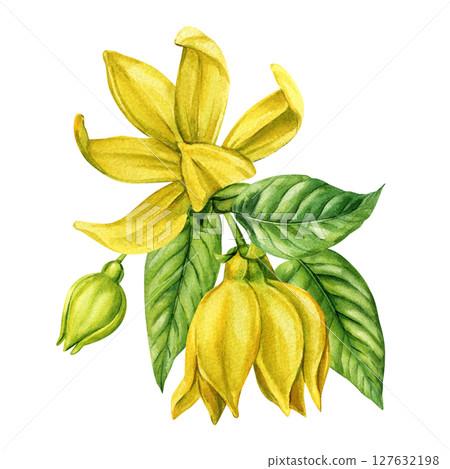 Ylang ylang flower with green buds tropical leaves watercolor botanical illustration for essential oil labels natural cosmetics 127632198