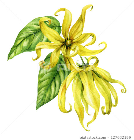 Ylang ylang flower with green leaves watercolor illustration for tropical spa decor essential oil packaging and botanical clipart Ylang ylang flower with green leaves watercolor illustration for tropical spa decor essential oil packaging and botanical clipart 127632199