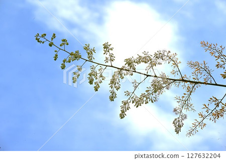 Bamboo grass flower, bamboo grass, poisonous plant 127632204
