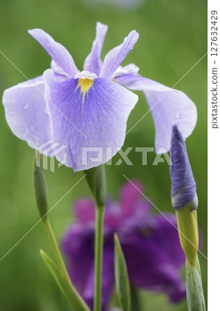 Beautiful light purple irises with water droplets after the rain, soft background Beautiful light purple irises with water droplets after the rain, soft background 127632429