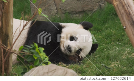 Fun giant panda bear lies down Fun giant panda bear lies down 127632614