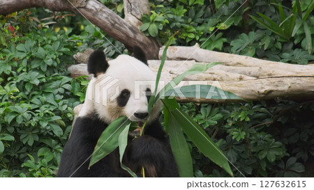 Cute giant panda bear eating bamboo Cute giant panda bear eating bamboo 127632615
