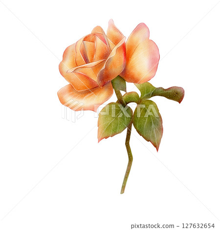Orange rose flower stem illustration 127632654