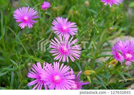 雛菊松菊花花 雛菊松菊花花 127632691