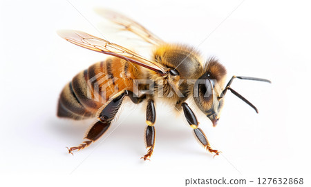 Close-up of a honeybee. 127632868