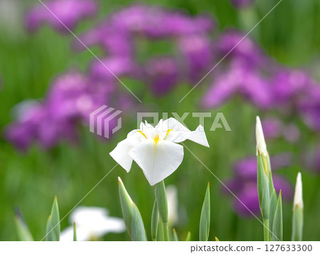 Flower irises in full bloom 127633300