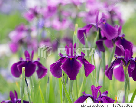 Flower irises in full bloom 127633302