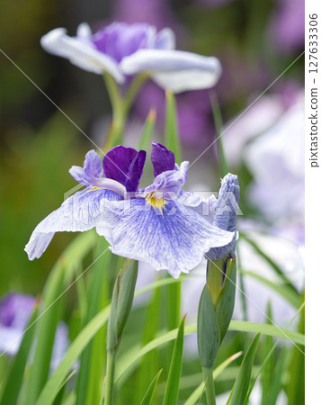 花鳶尾盛開 花鳶尾盛開 127633306