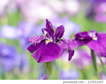 Flower irises in full bloom Flower irises in full bloom 127633307