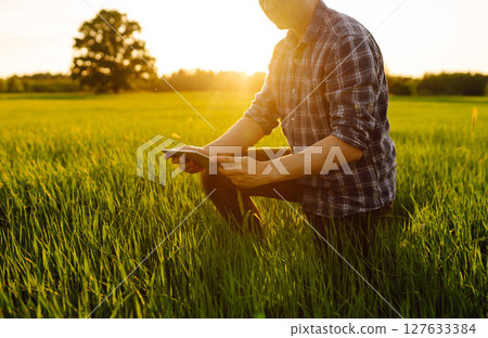 Close-up of the hands of farmer with digital tablet, checking quality of wheat growth in green field 127633384