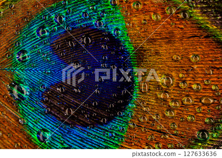 Peacock feather, water droplets macro. Natural exotic texture, purity, harmony 127633636
