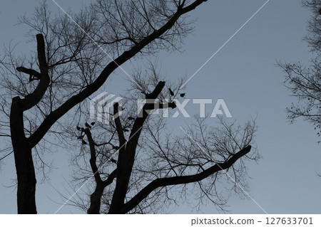 Crows on a bare tree in autumn. Crows on a bare tree in autumn. 127633701