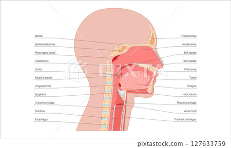 Upper respiratory tract 127633759