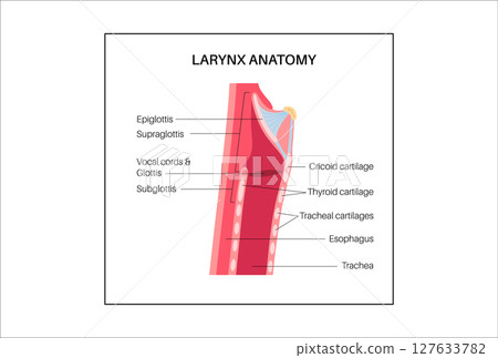 Larynx anatomy poster 127633782