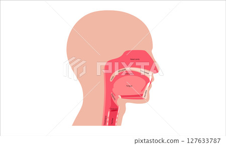 Upper respiratory tract Upper respiratory tract 127633787