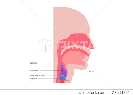 Larynx anatomy poster Larynx anatomy poster 127633795