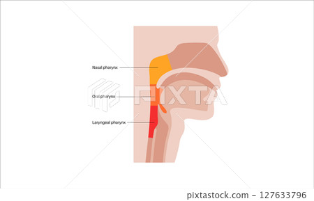 Pharynx anatomy poster Pharynx anatomy poster 127633796