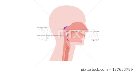 Adenoid medical poster 127633799