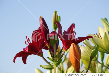 紅百合 127633835