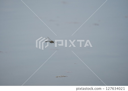 蜻蜓飛 蜻蜓飛 127634021