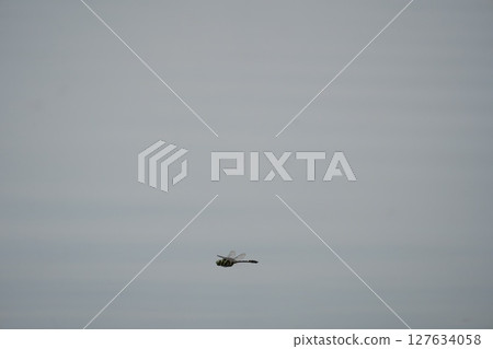 dragonfly flies 127634058