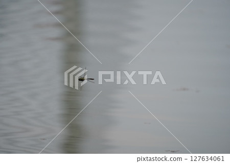 dragonfly flies 127634061