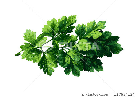 Fresh green parsley herb leaves in realistic graphic style isolated on a white background, concept of natural seasoning and healthy cooking Fresh green parsley herb leaves in realistic graphic style isolated on a white background, concept of natural seasoning and healthy cooking 127634124