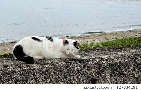 Stray cat relaxing on the embankment 127634181