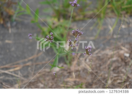 Small flowers 127634386